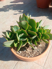 Crassula arborescens coccio. usato  Albenga