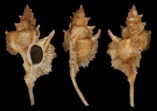 Coquillage collection siratus d'occasion  Lyon VI