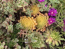 100 beautiful sempervivum for sale  Dallas