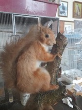 Red squirrels glass for sale  SOUTHAMPTON
