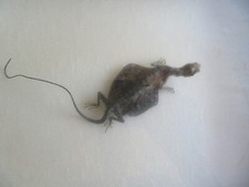 Insekten sammlung gebraucht kaufen  Meschede