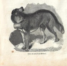 Stampa antica cane usato  Lecco