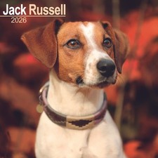 Jack russell wall for sale  UK