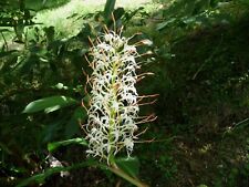 723 hedychium gracile gebraucht kaufen  Dettingen an der Erms