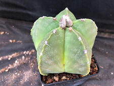 Astrophytum myriostigma nudum usato  Massafra