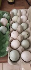 Oeufs couver araucana d'occasion  Sanvignes-les-Mines