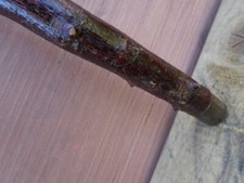 Blackthorn walking stick for sale  AUCHTERARDER