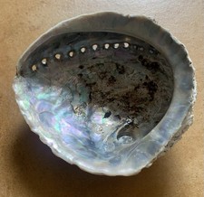 Large abalone shell for sale  ROSS-ON-WYE