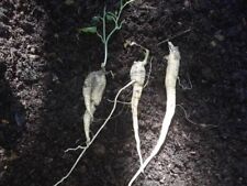 Perennial cucumber tindora for sale  Lakeland