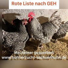 Bruteier hühner rote gebraucht kaufen  Taucha