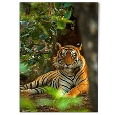 Jungle tiger big for sale  SELBY