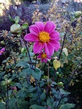 Dekorative dahlie 100cm gebraucht kaufen Dekorative dahlie 100cm gebraucht kaufen  Boizenburg Umland