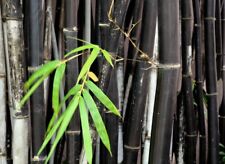 bamboo nigra for sale bamboo nigra for sale DRIFFIELD