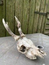 Genuine roe deer for sale  KING'S LYNN
