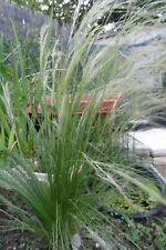 Stipa tenuifolia plante d'occasion  Andrézieux-Bouthéon