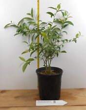 Pink lemonade year for sale  Albany