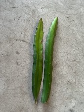 Pcs dragon fruit for sale  El Monte