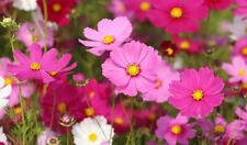 100 graines cosmos d'occasion  Nyons