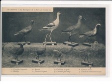 Crotoy sauvagine baie d'occasion  France