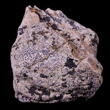 3.4 triceratops skull for sale  Post Falls