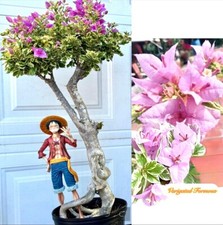 Rare formosa varigated for sale  Gardena