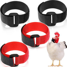 Collare per gallo usato  Roma
