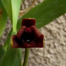 dark orchid for sale dark orchid for sale HALSTEAD