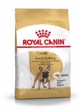 French bulldog adult for sale  ENNISKILLEN