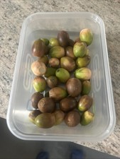 50x fresh 2025 for sale  COCKERMOUTH