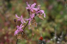 Ragged robin plug for sale  NORWICH