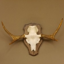 Elchgeweih kleines elch gebraucht kaufen  Nagel