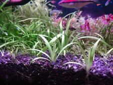 Sagittaria subulata x10 for sale  BIRMINGHAM