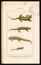 Salamandra naziemna, jaszczurki, gady, ręcznie kolorowany nadruk - Buffon 1850 na sprzedaż  Wysyłka do Poland