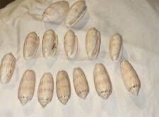 Lot seashells nautical for sale  Locust Grove