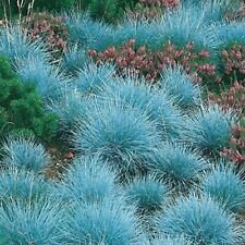 Blue grass plug for sale  LONDON