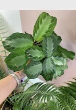 Maranta silver band for sale  Plattsburgh