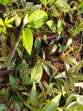 Indoors house plants for sale  PORTSMOUTH