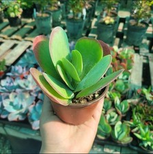 Kalanchoe luciae flapjack for sale  West Covina