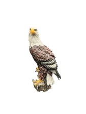 Regal american bald for sale  Greenwood