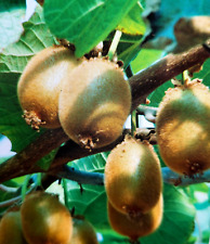 Gelbe gold kiwi gebraucht kaufen  Muldestausee