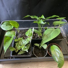 vivarium set for sale vivarium set for sale MIRFIELD