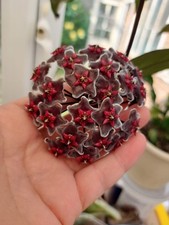 Hoya pubicalyx royal for sale  ILFORD
