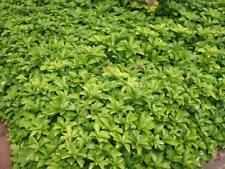 Bodendecker pachysandra termin gebraucht kaufen  Twistringen