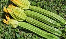 Long florentine zucchini usato  Italia