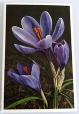Carte postale crocus d'occasion  Pont-Évêque