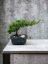 Juniper nana bonsai for sale  Ocoee