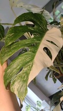 Monstera albo deliciosa for sale  WOLVERHAMPTON