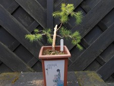 spruce tree for sale spruce tree for sale CANNOCK
