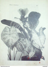 Ataxia caladium gravure d'occasion  Carpentras