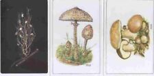 Boletus edulis amanita usato  San Teodoro